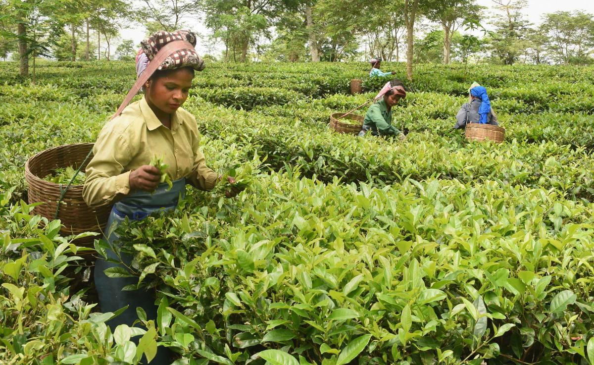 Reverse migration: An opportunity for the Tea Estates in Assam and West